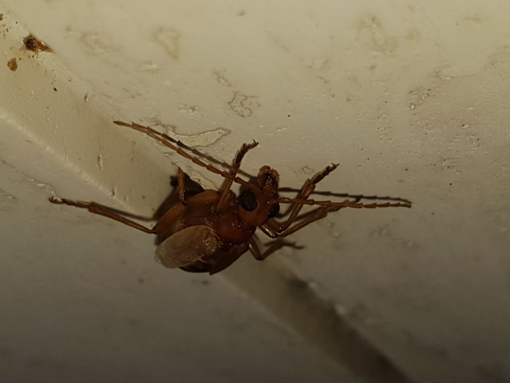 Vesperidae?  S, Vesperus luridus